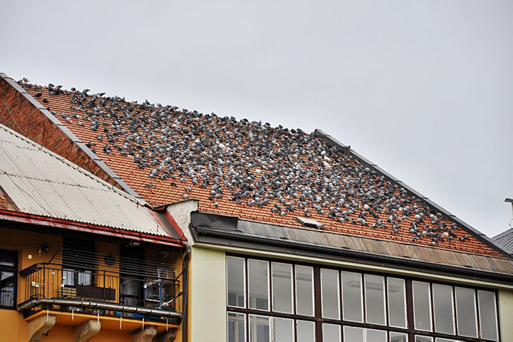 Pest Control Services In Hatch End
